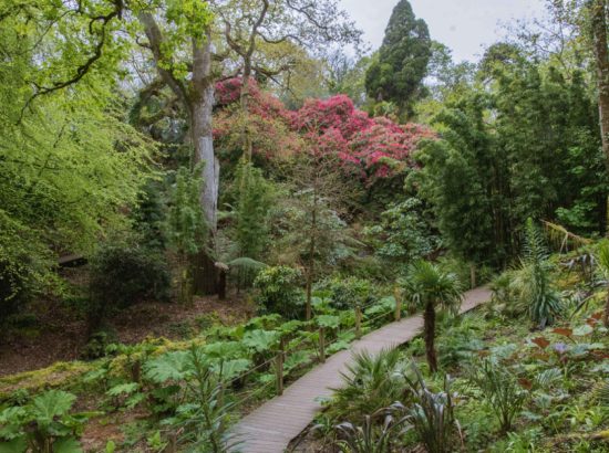 The Lost Gardens of Heligan 
