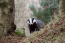 Badger Watch Dorset