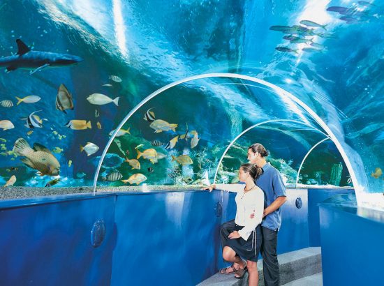 Blue Reef Aquarium Newquay 