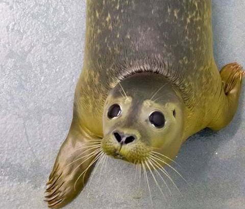 Cornish Seal Sanctuary 