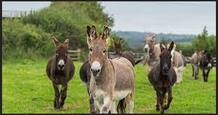The Donkey Sanctuary – Devon 